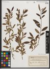 Foto von Salix triandra L.